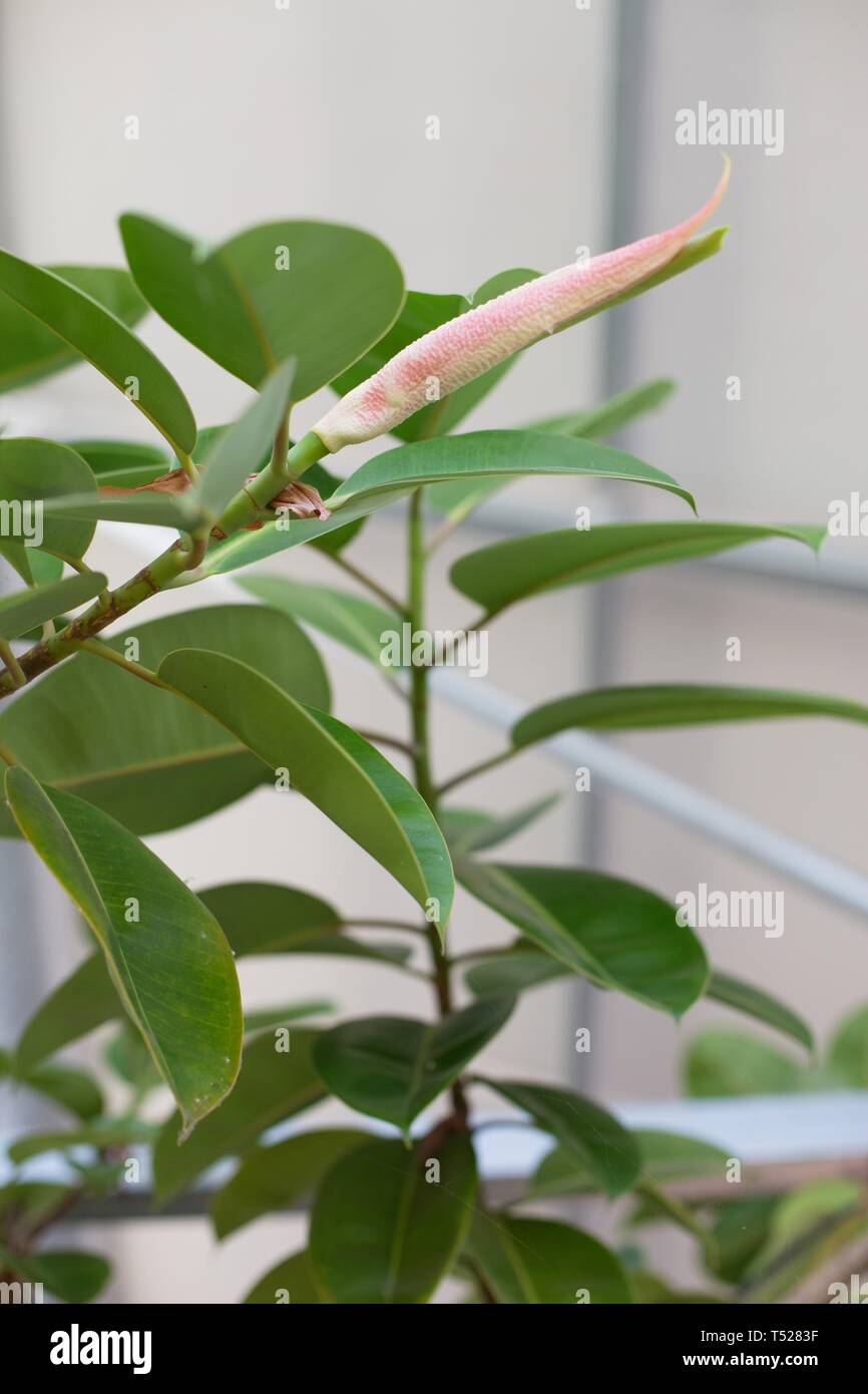 Ficus elastica - impianto di gomma - crescere in una serra presso la Oregon Garden in Silverton, Oregon, Stati Uniti d'America. Foto Stock