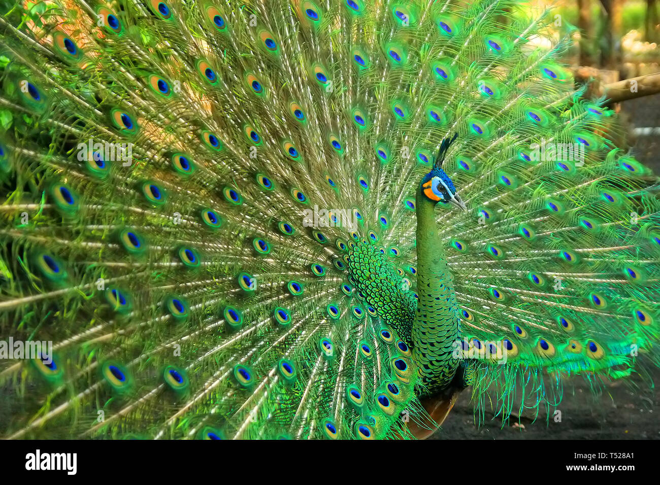 Molto bella e verde pavone Foto Stock