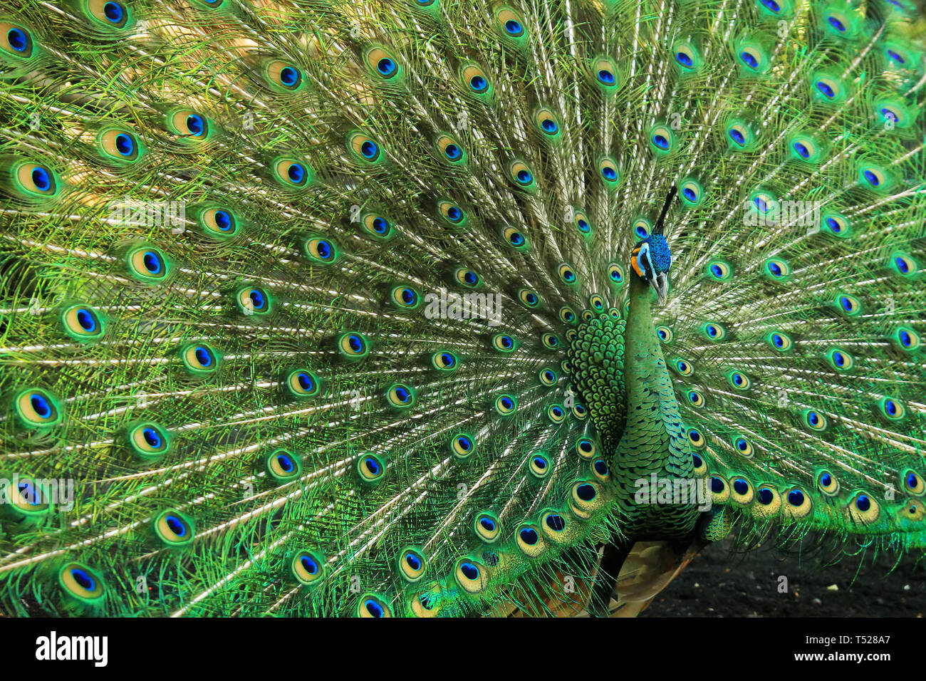Molto bella e verde pavone Foto Stock