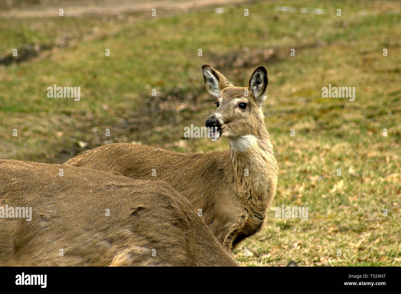 Un cervo da masticare con imboccatura aperta in cantiere Foto Stock