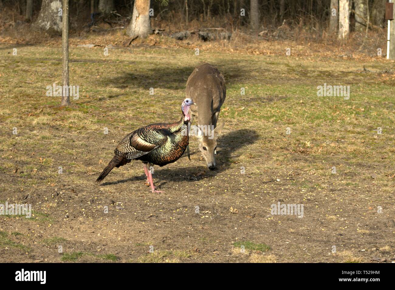 Un Tom Turchia passeggiate nel vicino a mangiare con una femmina del cervo Foto Stock