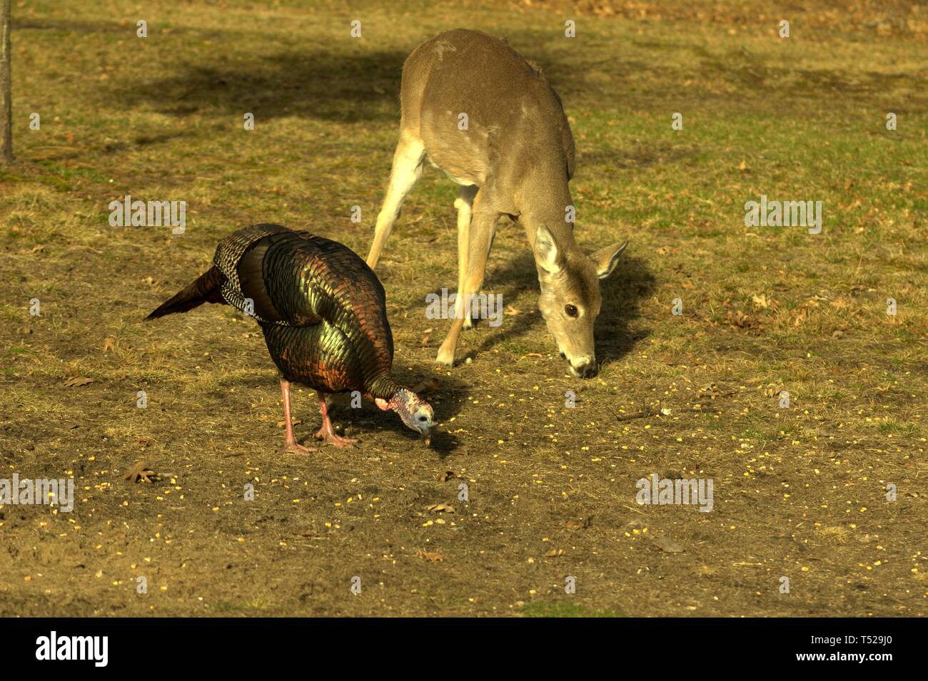 Una Turchia e un cervo condividendo alcuni il mais sotto il sole Foto Stock