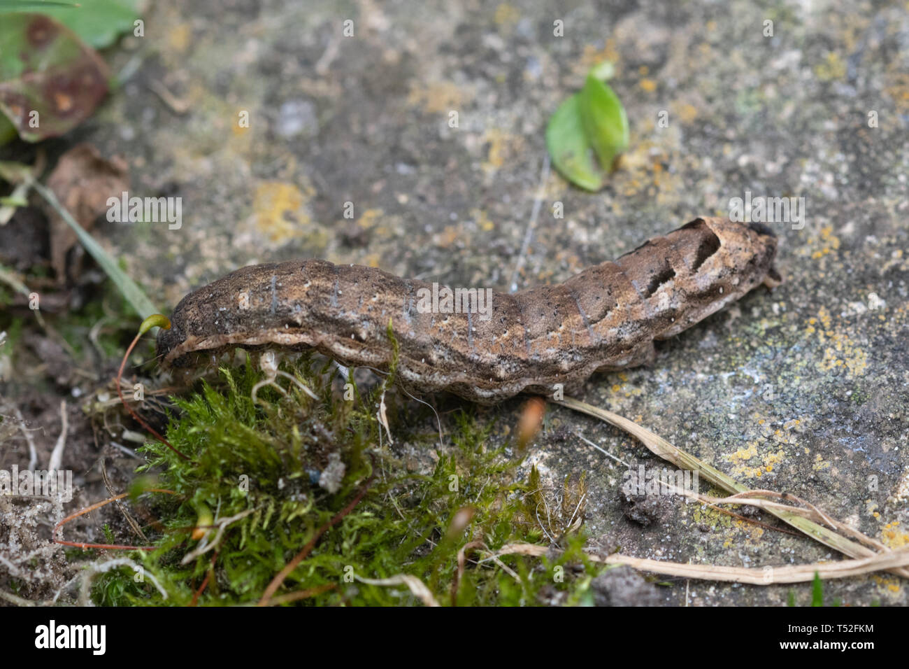 Minore underwing giallo moth caterpillar o larva (Noctua proviene) Foto Stock