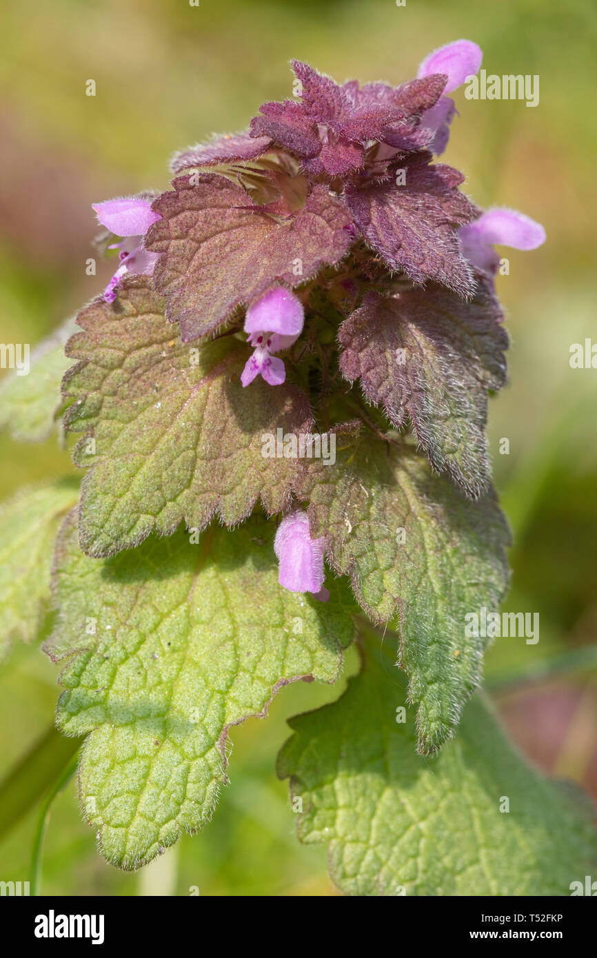 Close-up di red dead-ortica pianta (Lamium purpureum), una di fiori selvaggi nel Regno Unito durante la primavera Foto Stock