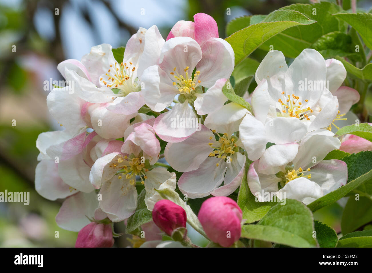 Apple Blossom nel mese di aprile o Primavera, REGNO UNITO Foto Stock