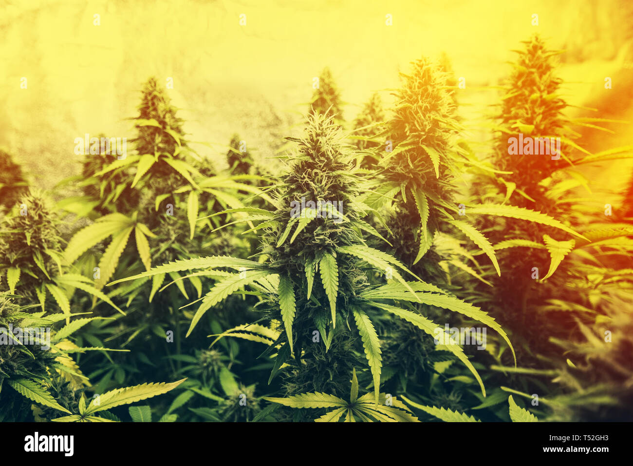 Pianta di cannabis - Le piante di marijuana per uso medico Foto Stock