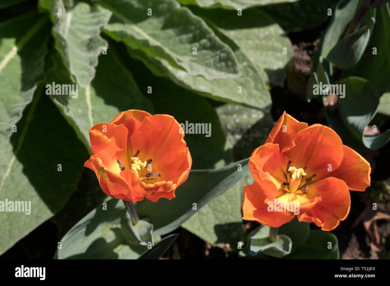 Orange tulipani a bordo del giardino Foto Stock