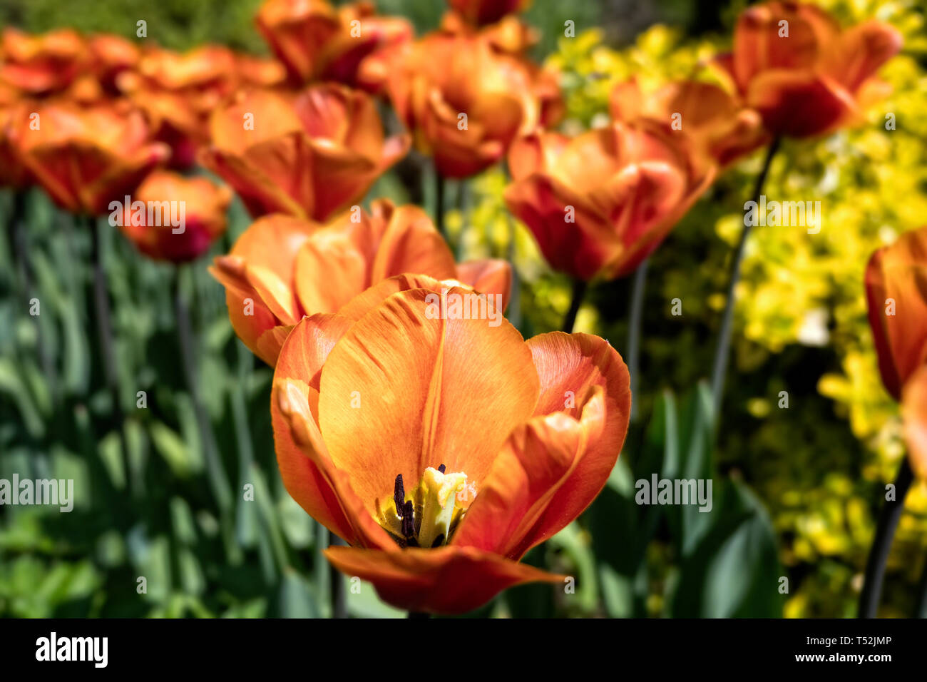 Orange tulipani a bordo del giardino Foto Stock