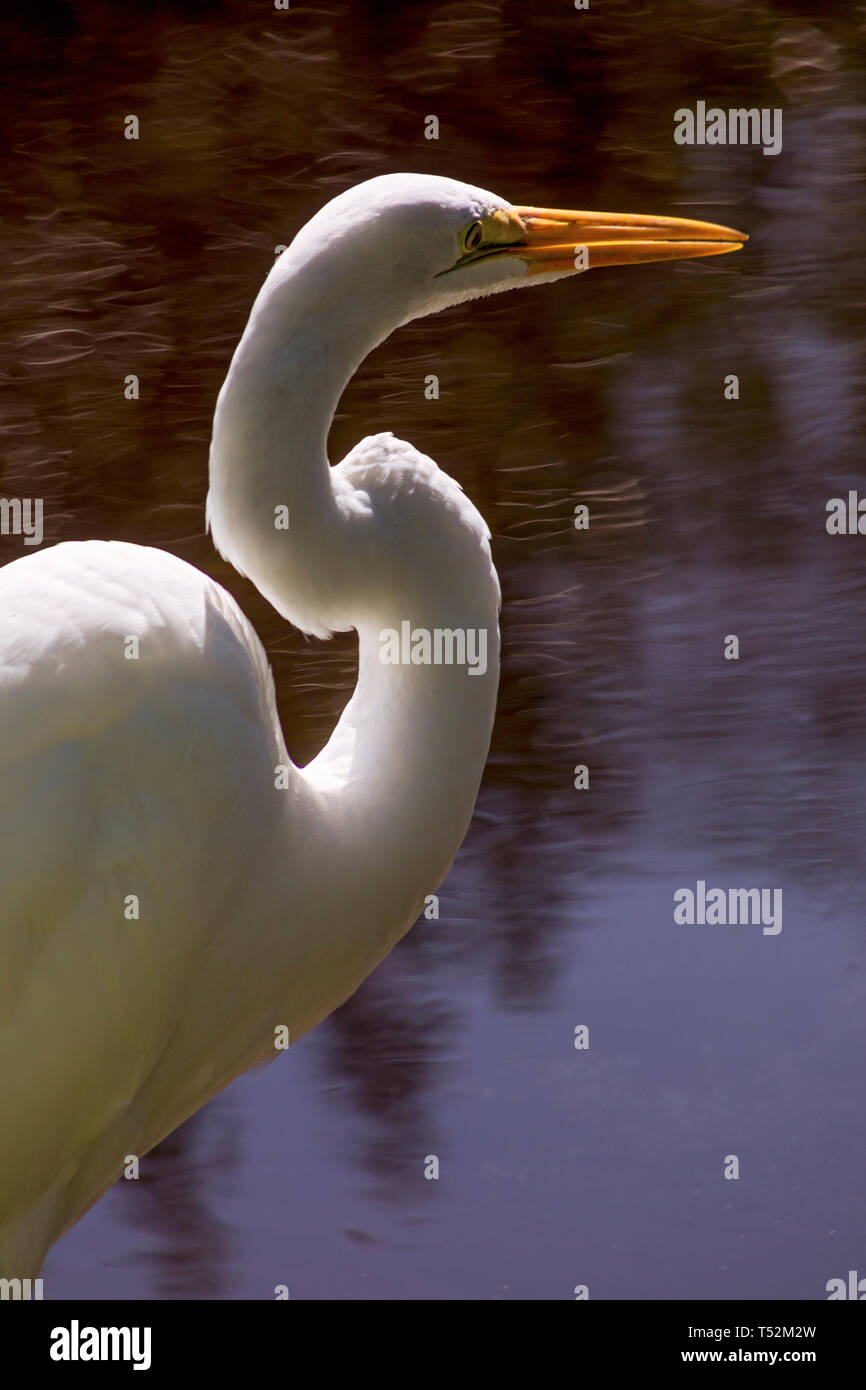 Stati Uniti d'America, Florida, Sanibel Island, grande airone bianco Foto Stock