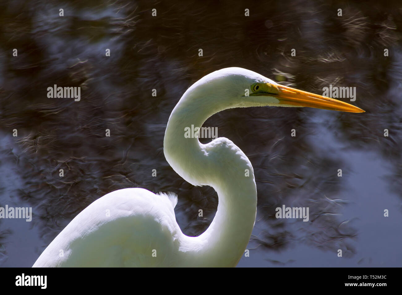 Stati Uniti d'America, Florida, Sanibel Island, grande airone bianco Foto Stock