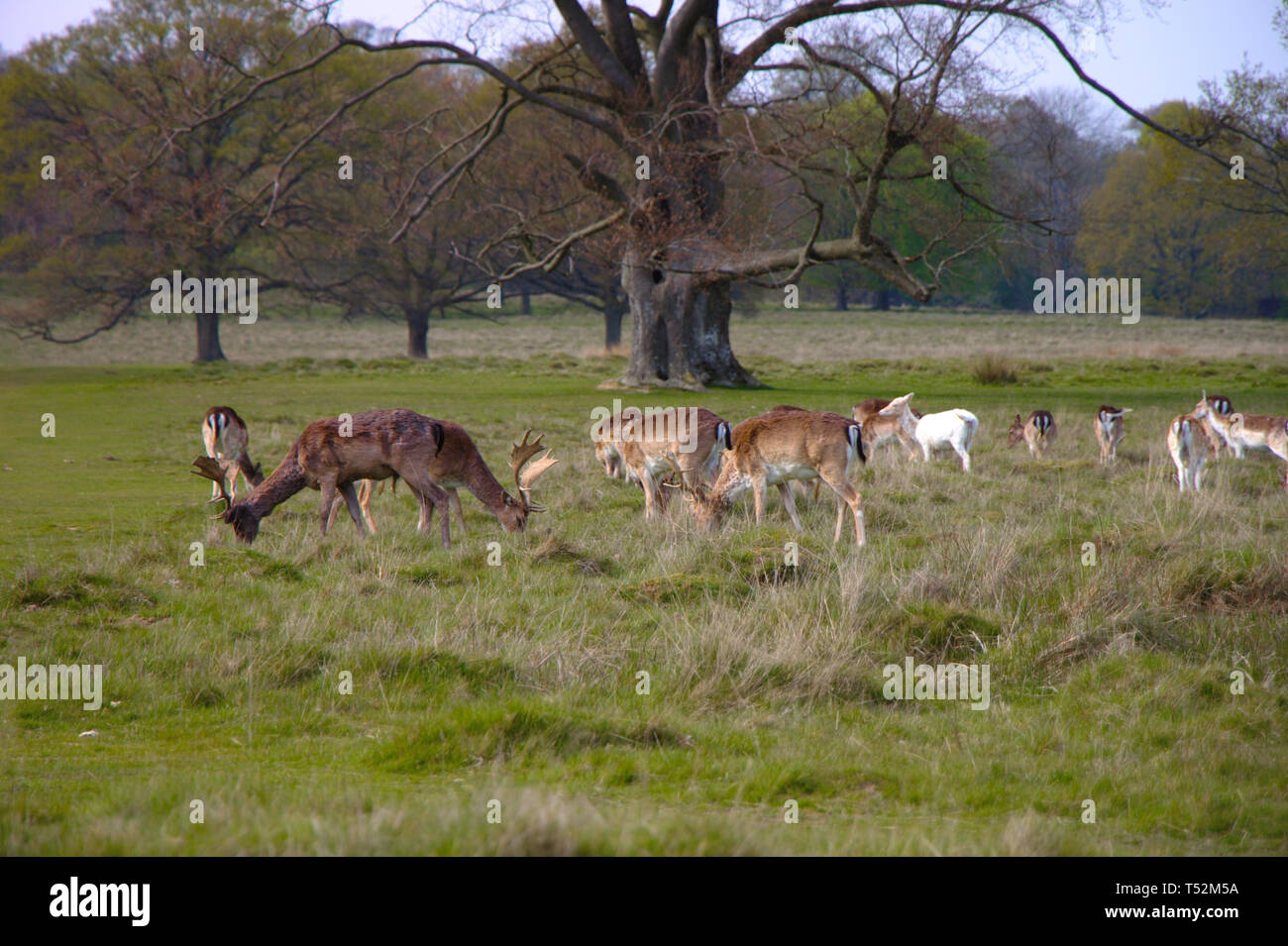 Cervi selvatici su un prato. Alberi in background. Foto Stock