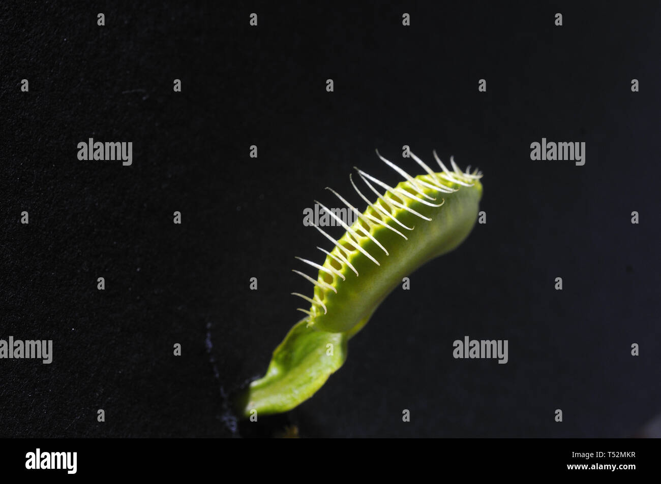 Venus flytrap, Dionaea muscipula Foto Stock