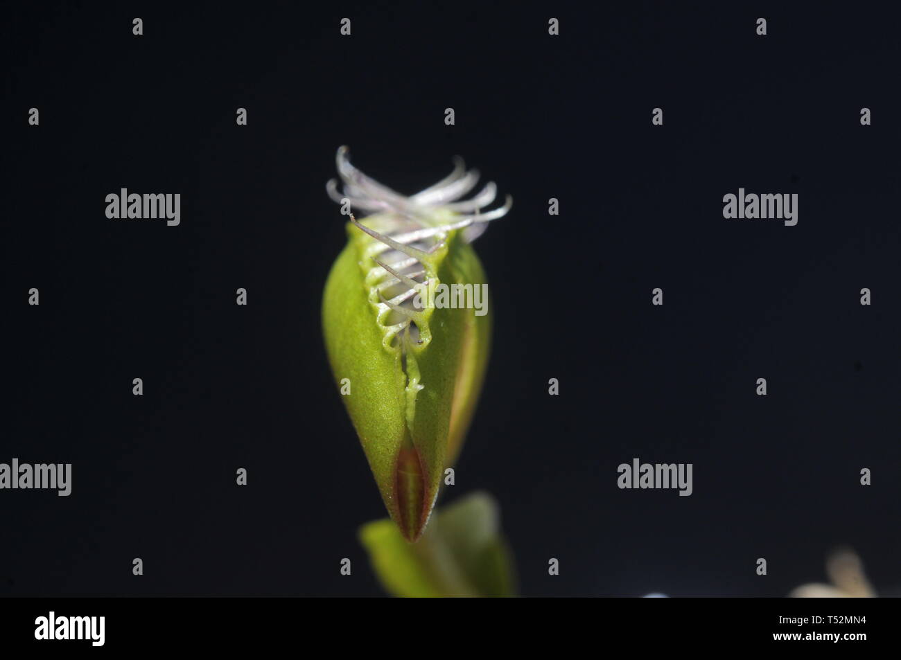 Venus flytrap, Dionaea muscipula Foto Stock