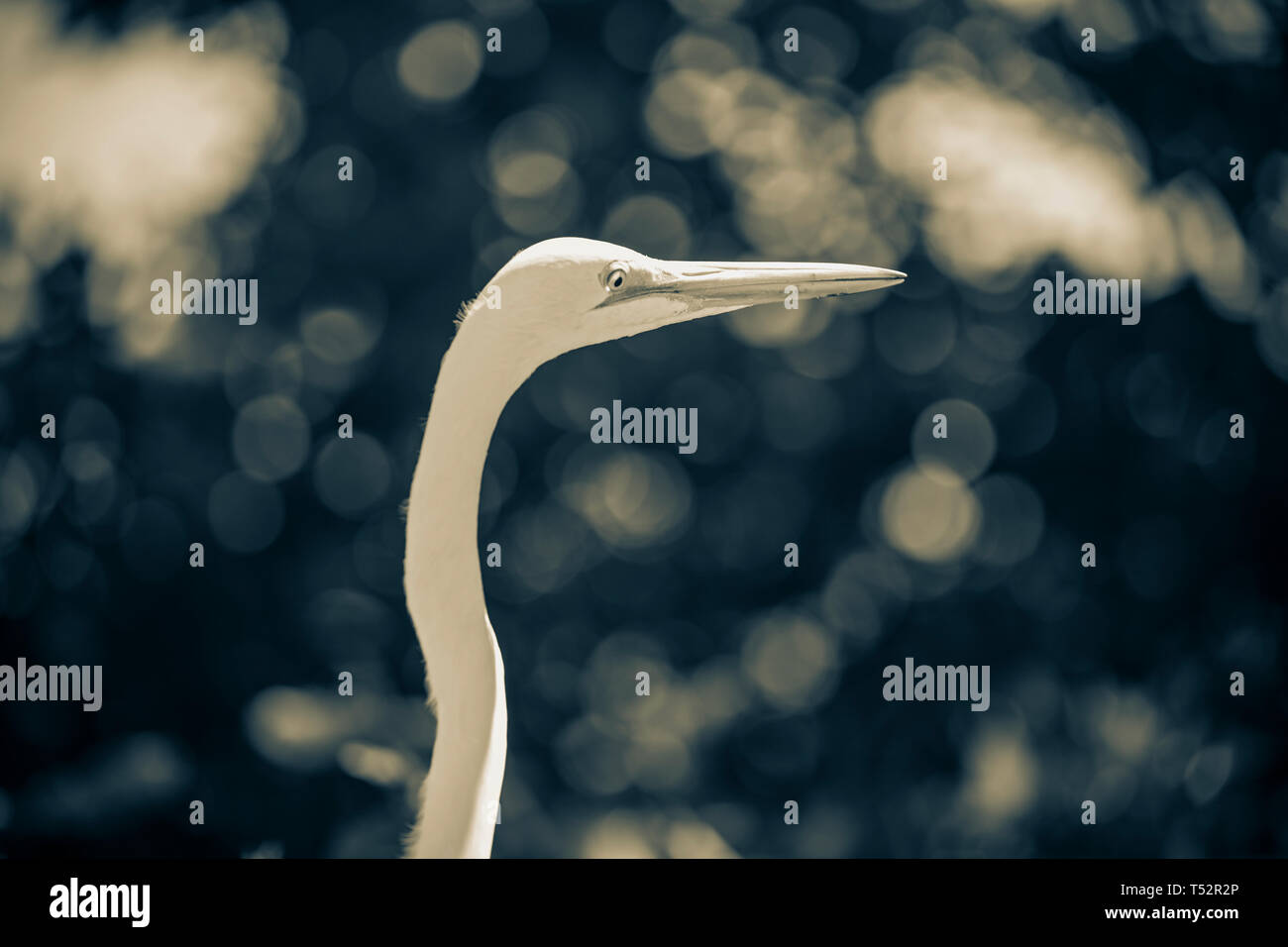 Stati Uniti d'America, Florida, Sanibel Island, grande airone bianco Foto Stock