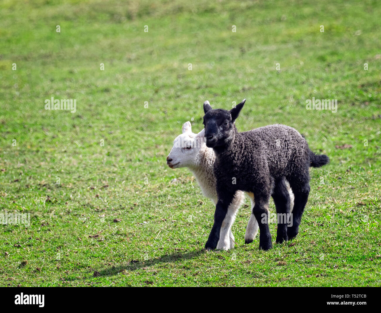 In bianco e nero degli agnelli in esecuzione in un campo su una soleggiata giornata di primavera Foto Stock