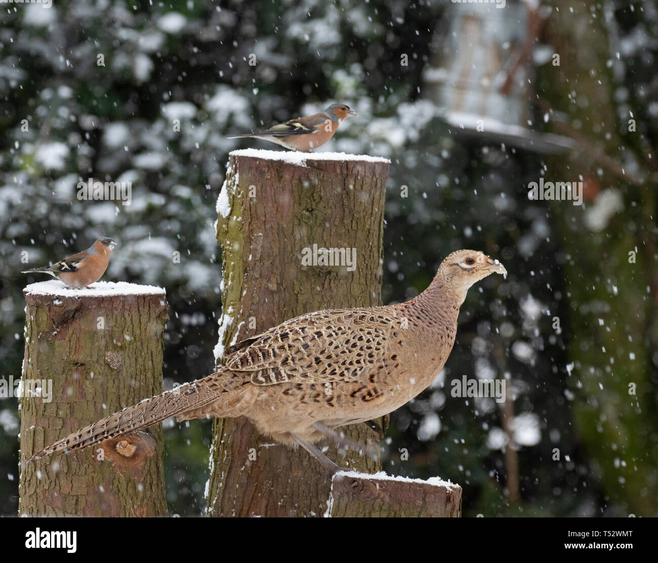 Gallina Fagiana nella neve, Scozia, Regno Unito, Foto Stock