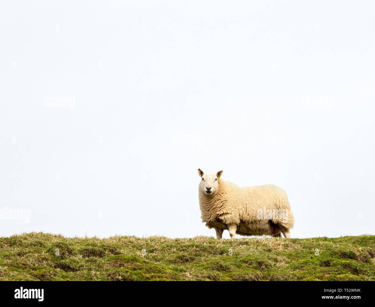 Pecora su una collina, Scotland, Regno Unito Foto Stock