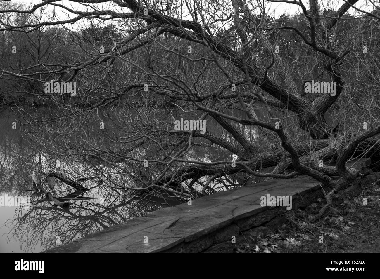 Gli alberi morti in Toronto Ontario Canada high park pond fiume giorno nuvoloso con live anatre primavera tempo giornata uggiosa serata di trivellazione Foto Stock