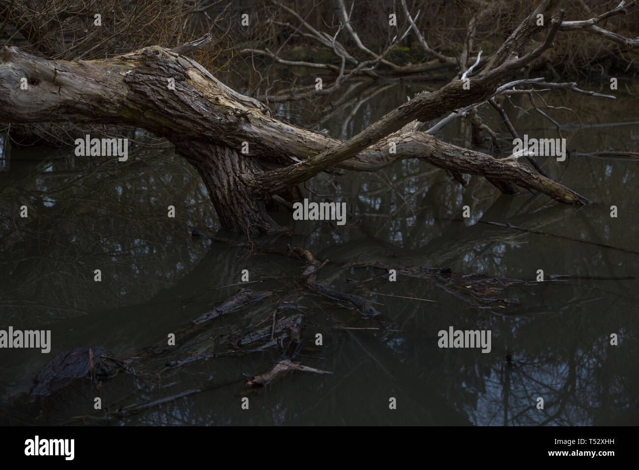 Gli alberi morti in Toronto Ontario Canada high park pond fiume giorno nuvoloso con live anatre primavera tempo giornata uggiosa serata di trivellazione Foto Stock