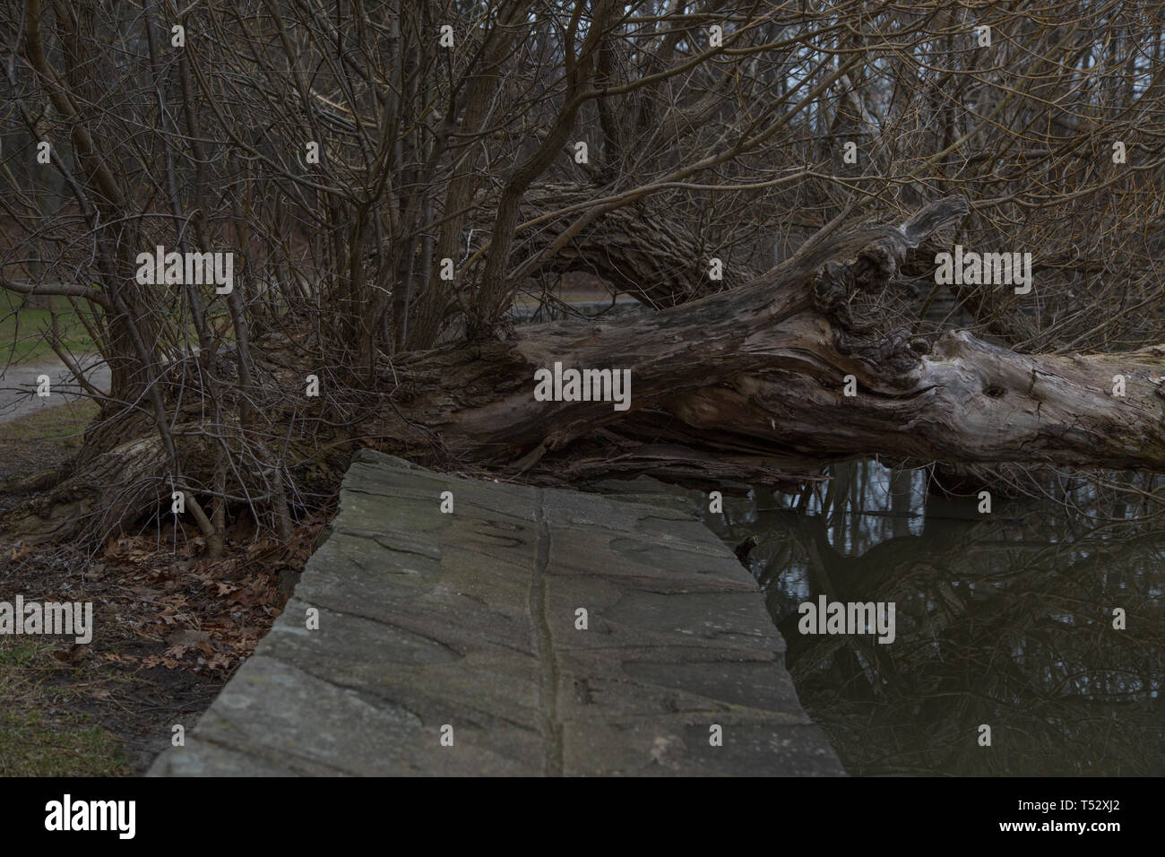 Gli alberi morti in Toronto Ontario Canada high park pond fiume giorno nuvoloso con live anatre primavera tempo giornata uggiosa serata di trivellazione Foto Stock