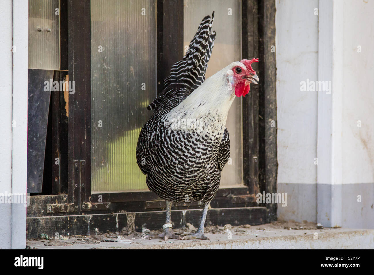 Argento (Brakel Braekel) - antica razza di pollo dal Belgio Foto Stock