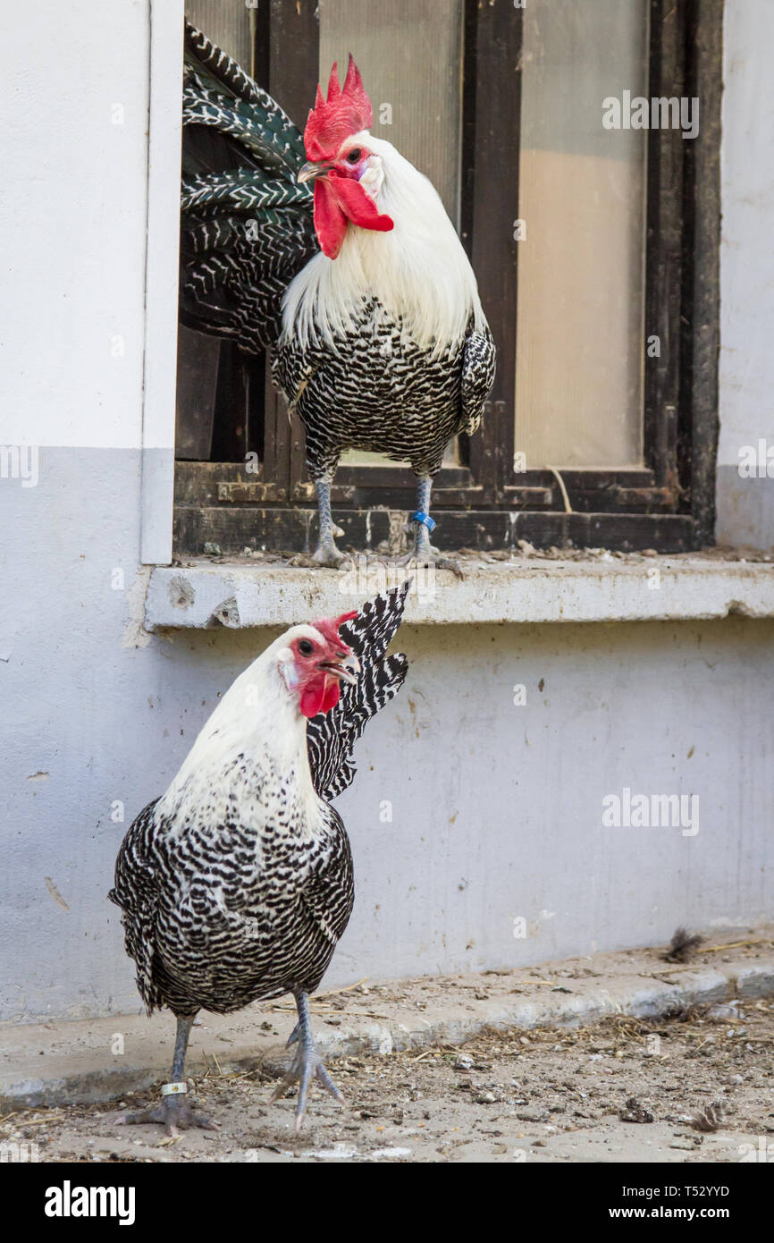 Argento (Brakel Braekel) - antica razza di pollo dal Belgio Foto Stock