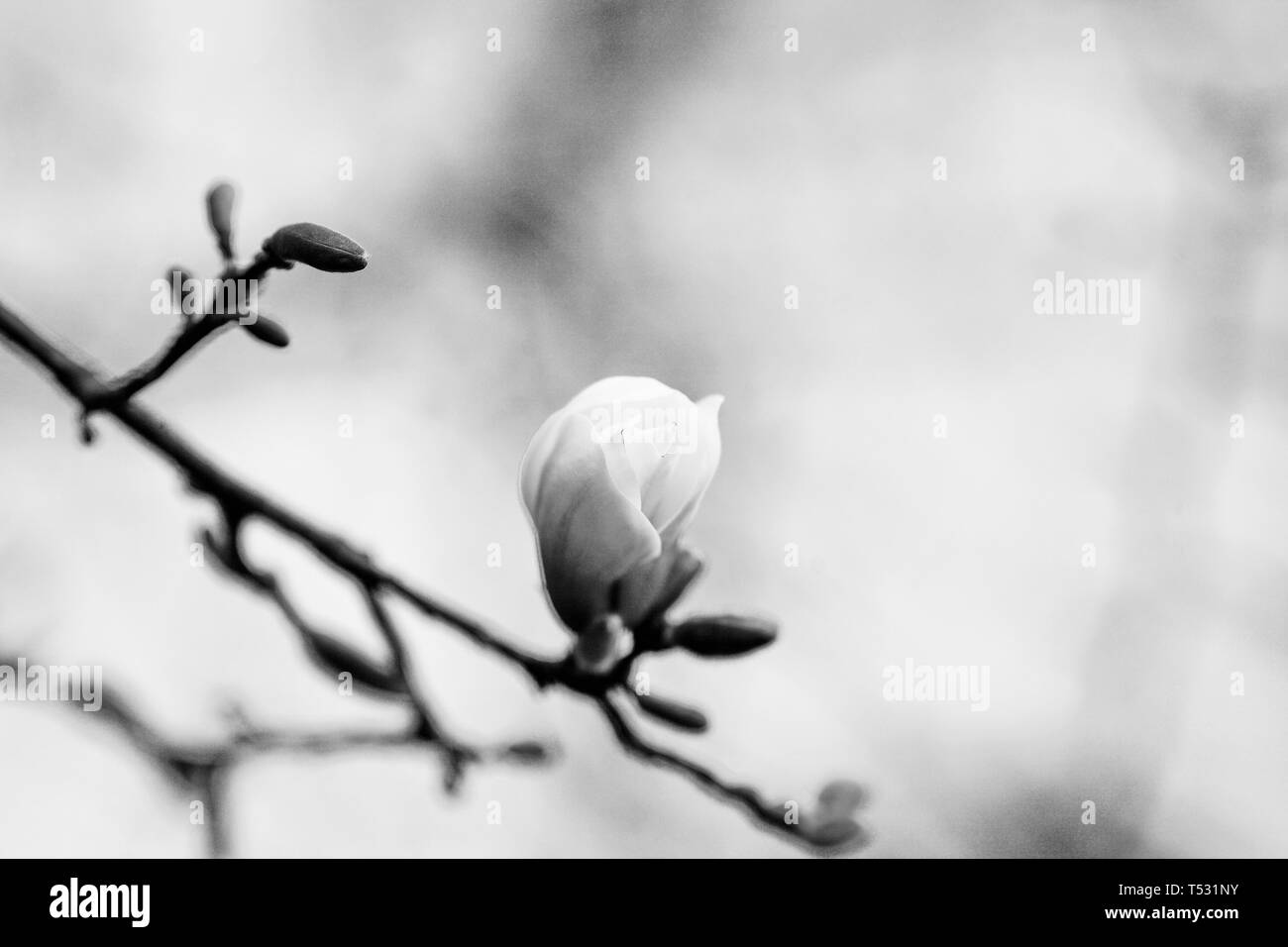 La dissoluzione di fiori di magnolia in alberi in giardino Foto Stock