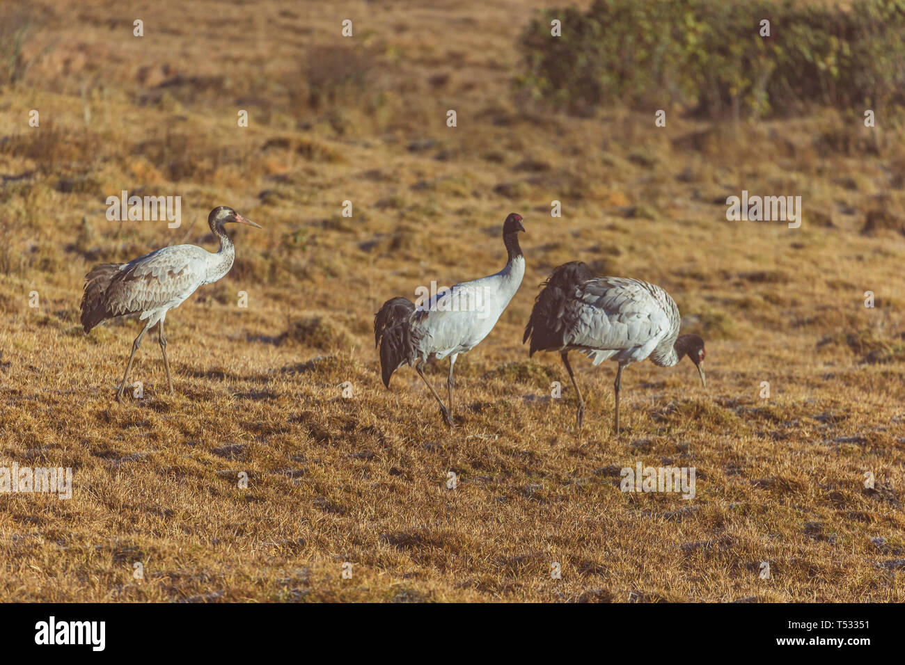 Tre neri-gru a collo alto in cerca di cibo Foto Stock