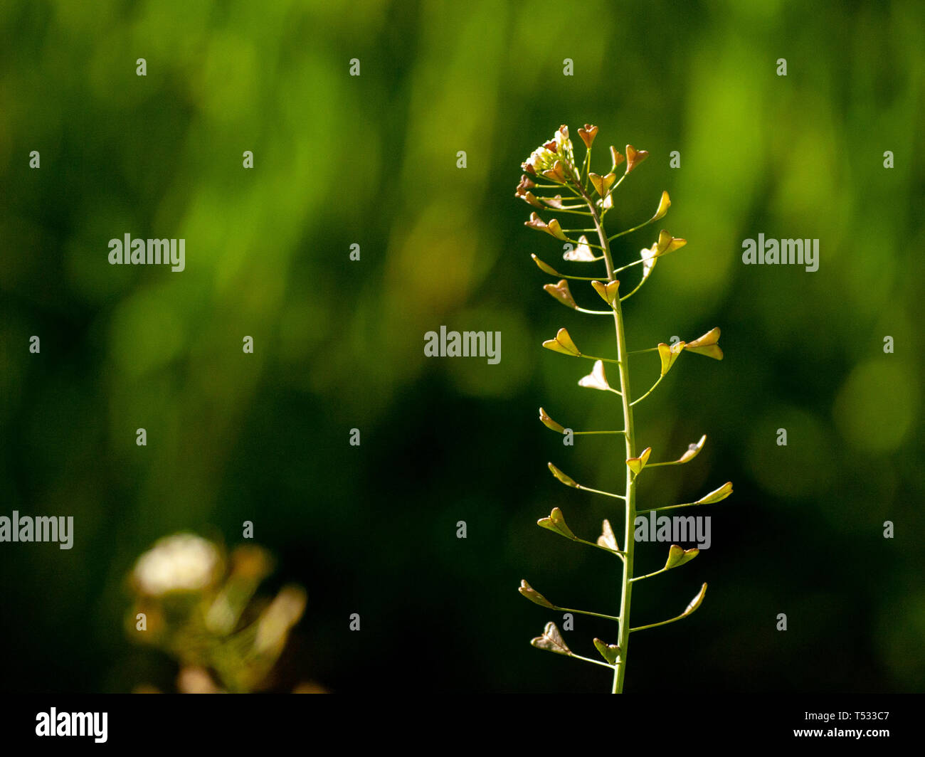 Shepherds purse fiori in primavera con sfondo bokeh di fondo Foto Stock