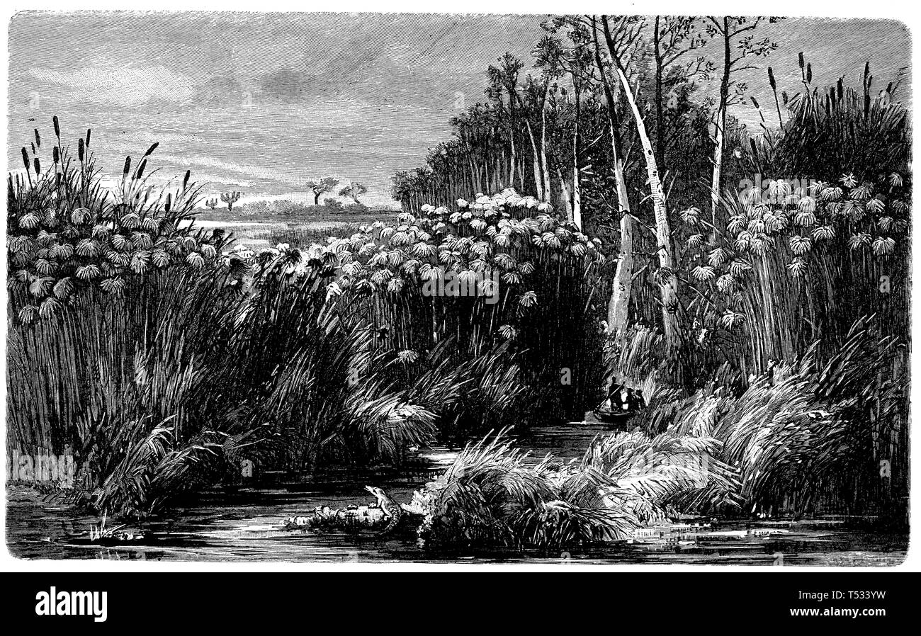 Banca vegetazione sulla Upper Nile anonym 1897 Foto Stock