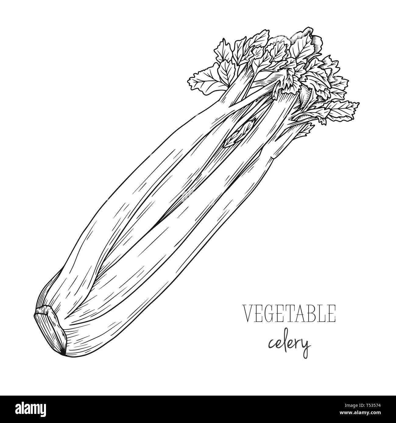 Il sedano isolati su sfondo bianco. Illustrazione Vettoriale nel disegno stile. Illustrazione Vettoriale