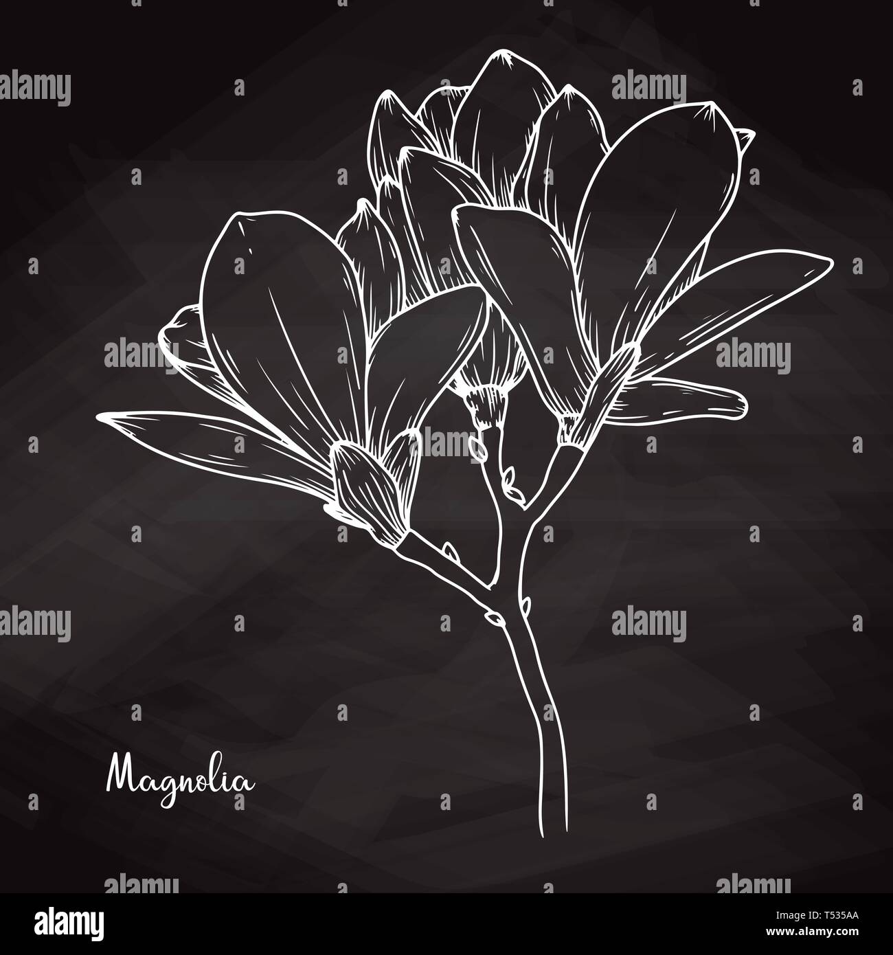 Schizzo realistico di magnolia su chalk sfondo. Illustrazione Vettoriale Illustrazione Vettoriale