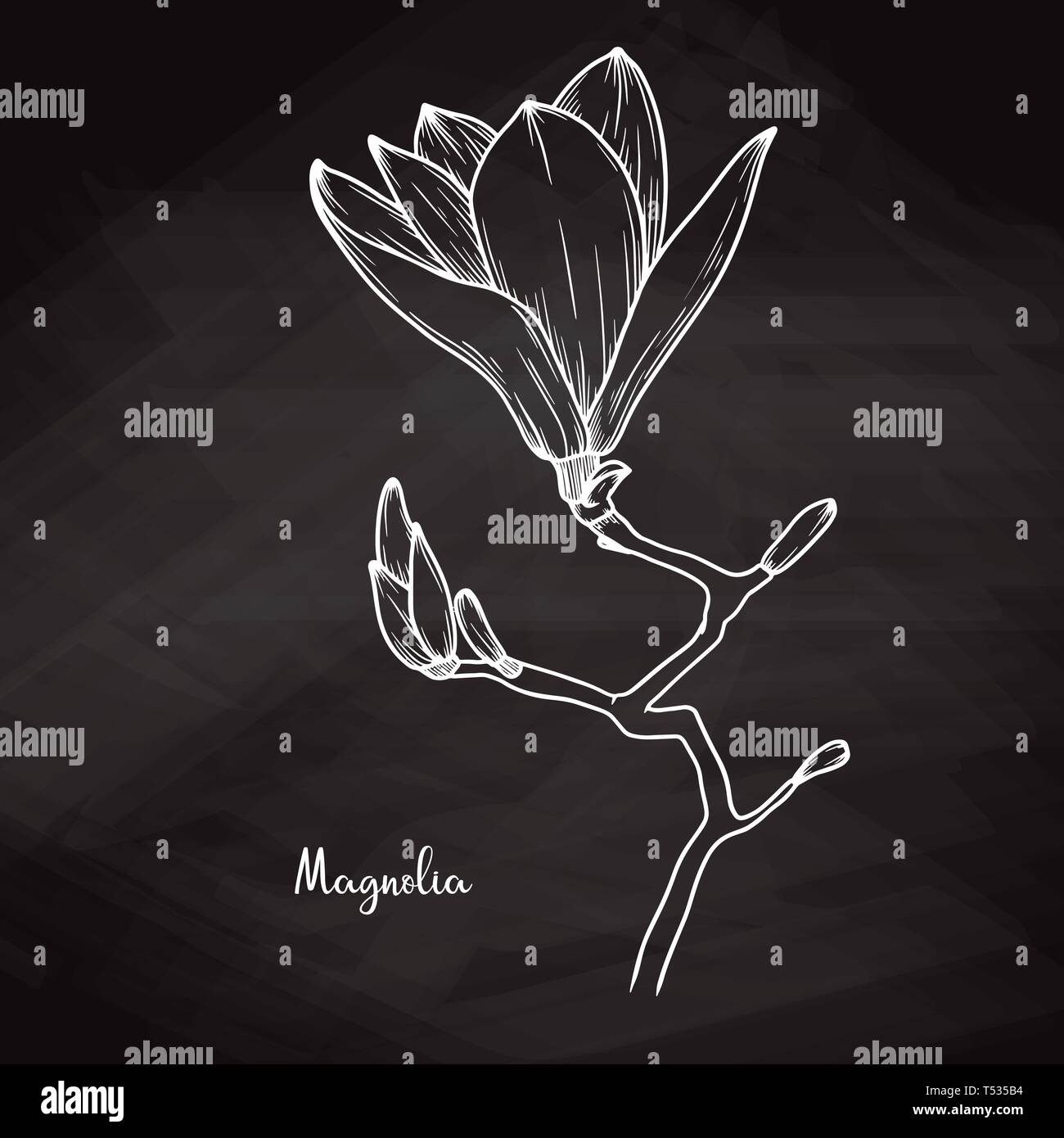 Schizzo realistico di magnolia su chalk sfondo. Illustrazione Vettoriale Illustrazione Vettoriale