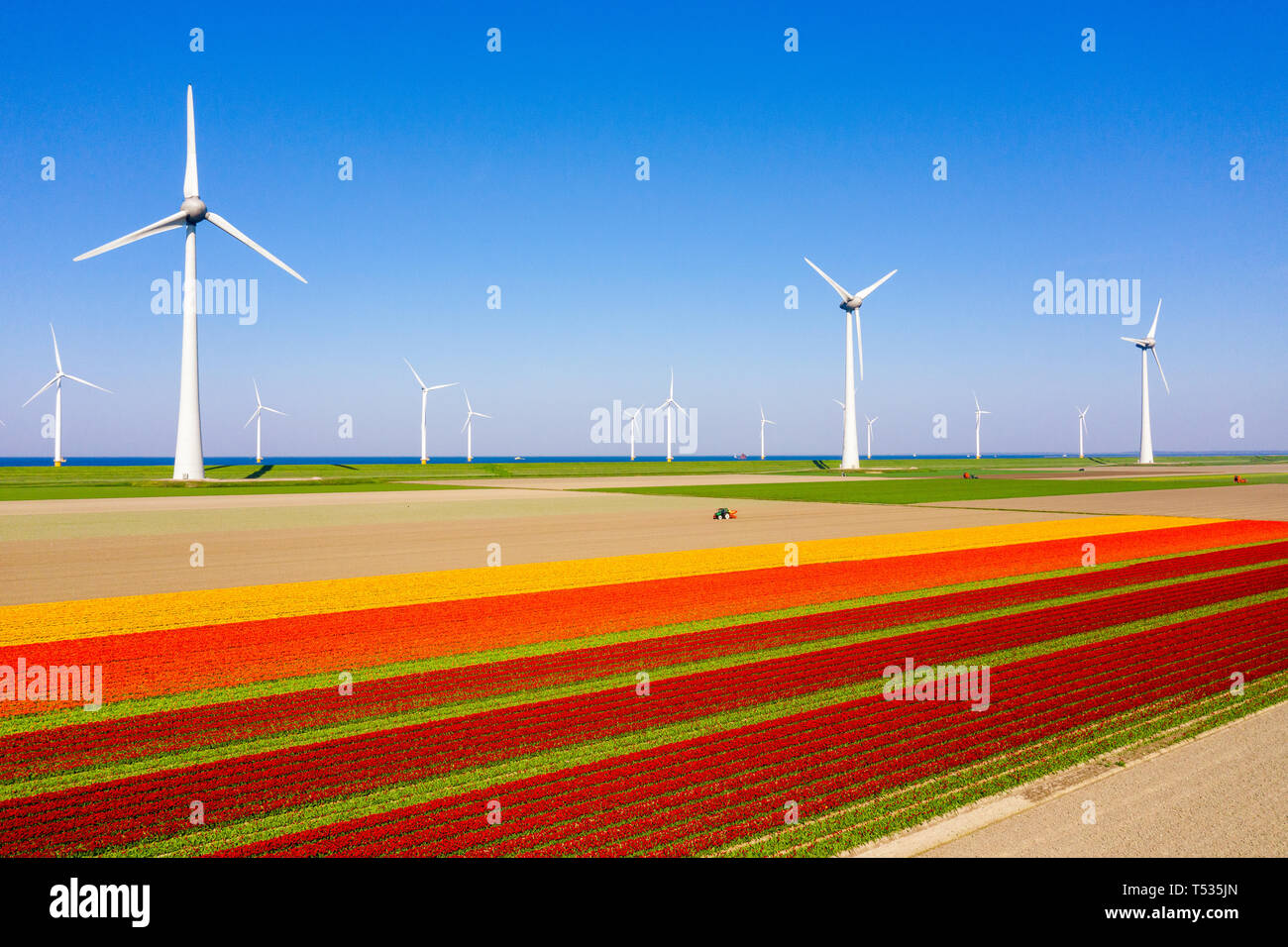 Tipico paesaggio olandese con le turbine eoliche in acqua con rosso / viola campo di tulipani in primo piano Foto Stock