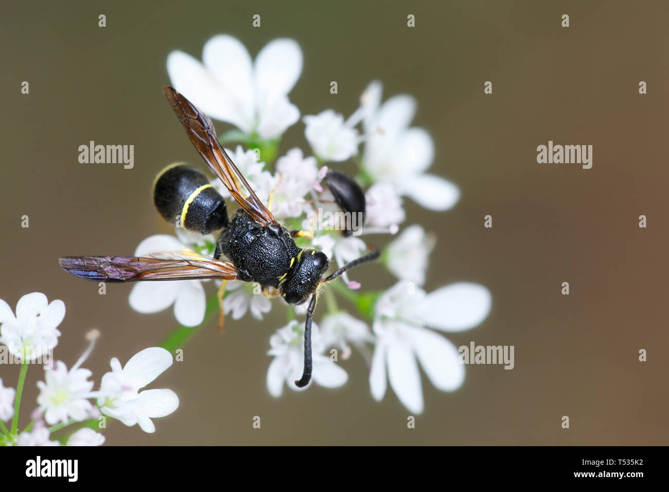 Potter mason wasp (Eumeninae) un solitario alimentazione degli insetti selvatici coriandolo Foto Stock