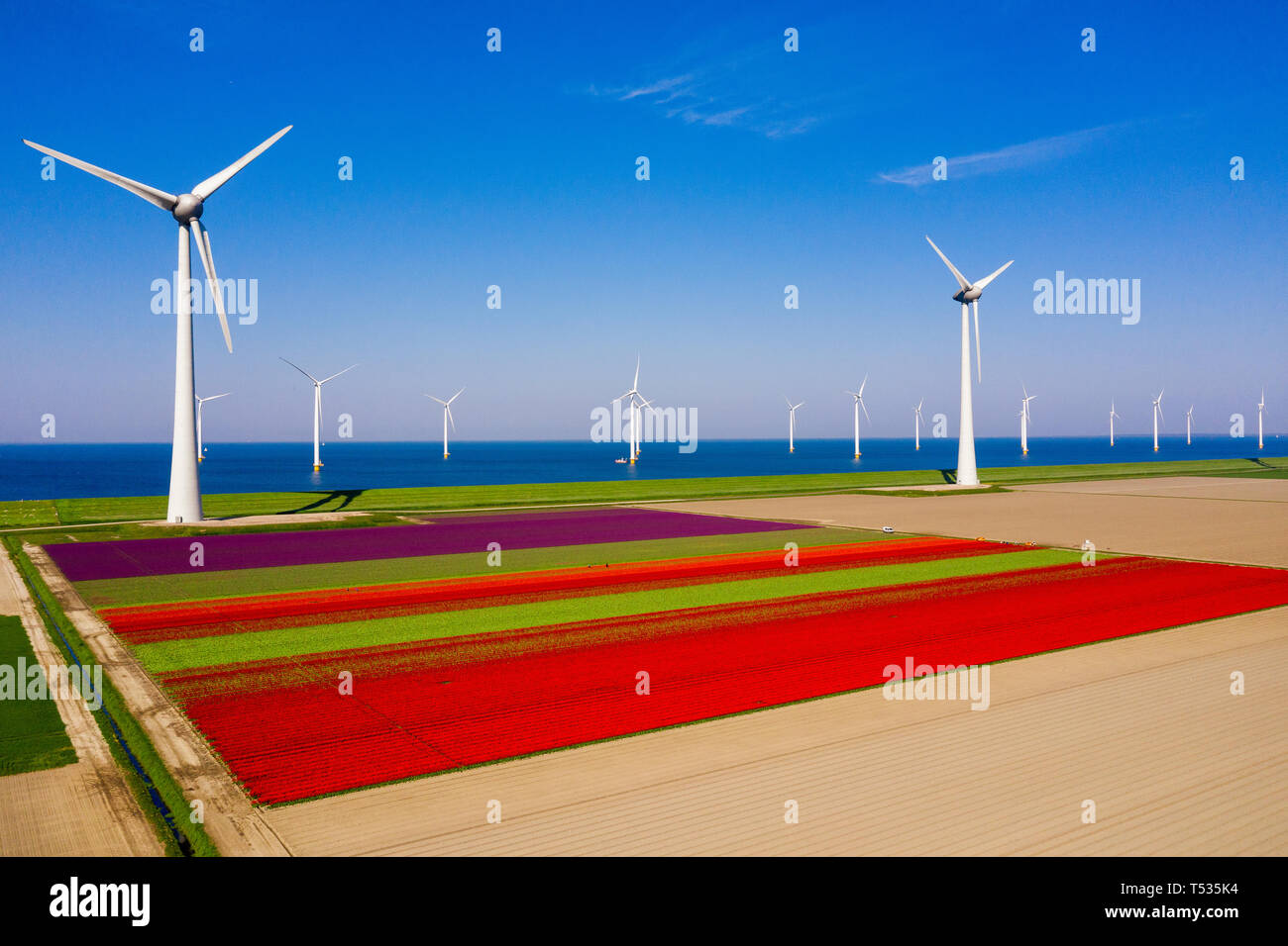 Tipico paesaggio olandese con le turbine eoliche in acqua con rosso / viola campo di tulipani in primo piano Foto Stock