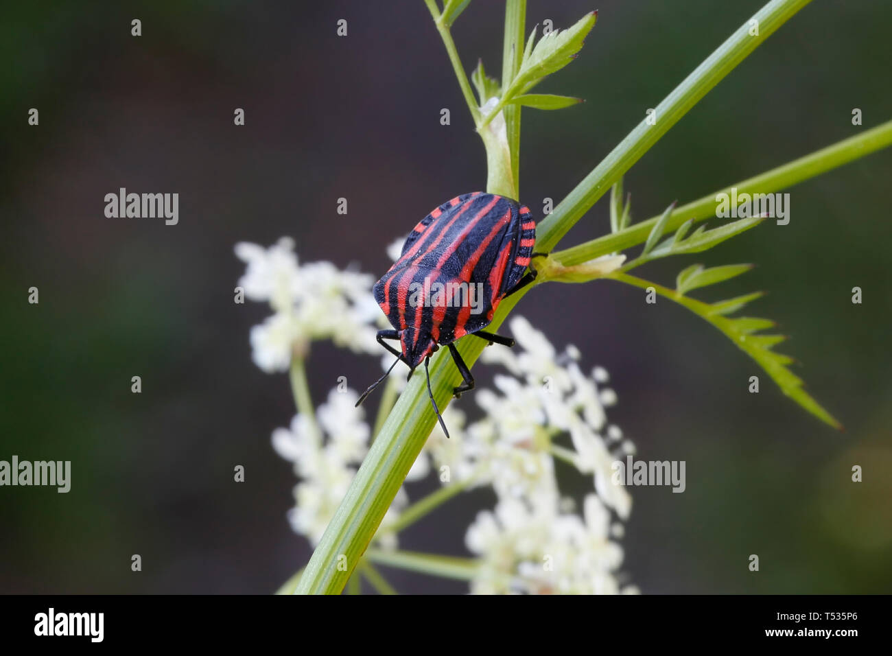 Bug con striping o menestrello bug, Graphosoma lineatum. una specie di scudo bug nella famiglia Pentatomidae Foto Stock