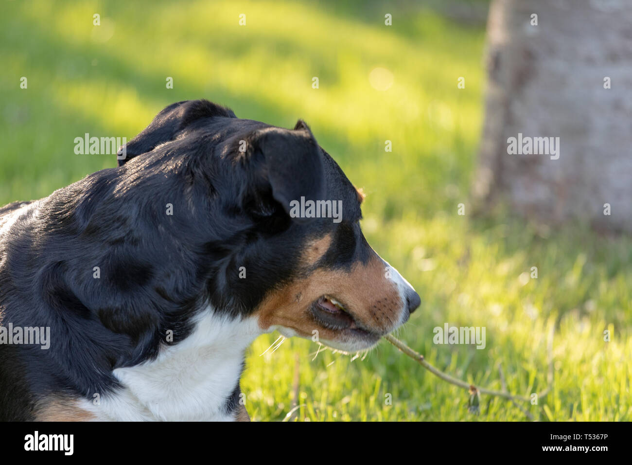 Vista laterale di un bianco tricolore Appenzeller mounatin purpurebred cane cane con testa nera Foto Stock