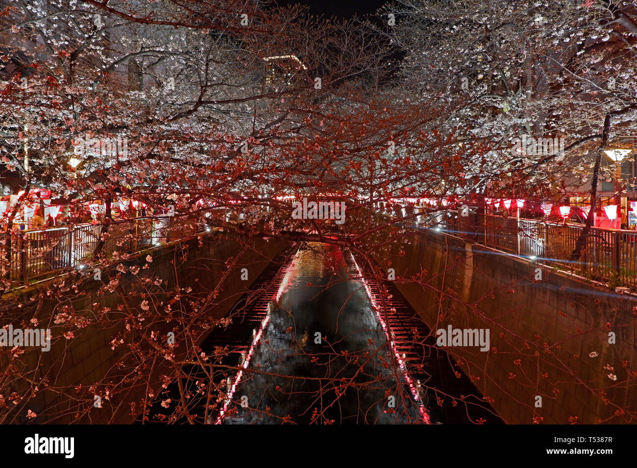Di un bel colore rosa sakura cherry blossom fiore e tradizionale lampada giapponese di notte Foto Stock