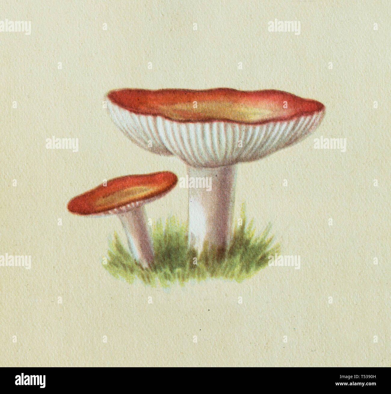 Fungo Russula raffigurato nell'Illustrazione a colori nel libro di per una cucina sana e gustosa pubblicato in Unione Sovietica (1953). Foto Stock