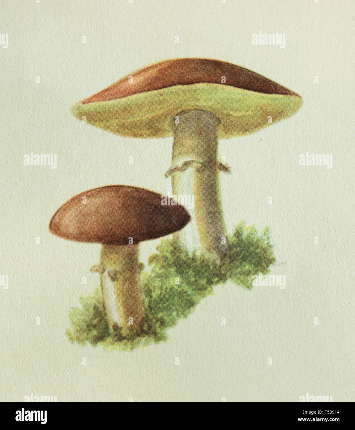 Jack scivolose fungo (Suillus luteus), noto anche come sticky bun fungo raffigurato nell'Illustrazione a colori nel libro di per una cucina sana e gustosa pubblicato in Unione Sovietica (1953). Foto Stock