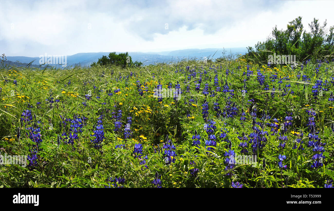 Bella blu scuro fiori in Ella Valley. Luogo biblico. Foto Stock