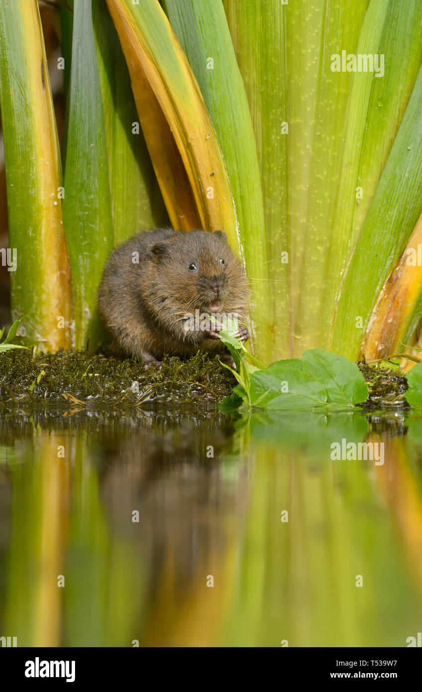 Giovani acqua Vole (Arvicola amphibius), Kent, Regno Unito. Riflesso contro bandiera (iris Iris pseudacorus) alimentazione sulla vegetazione ripariale. Maggio 2015 Foto Stock