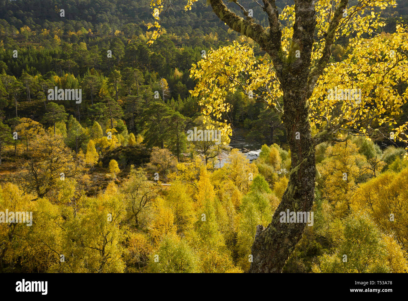 La Betulla (Betula pendula) e di pino silvestre (Pinus sylvestris) foresta intorno al fiume Affric, Glen Affric, altopiani, Scozia. Ottobre 2015 Foto Stock