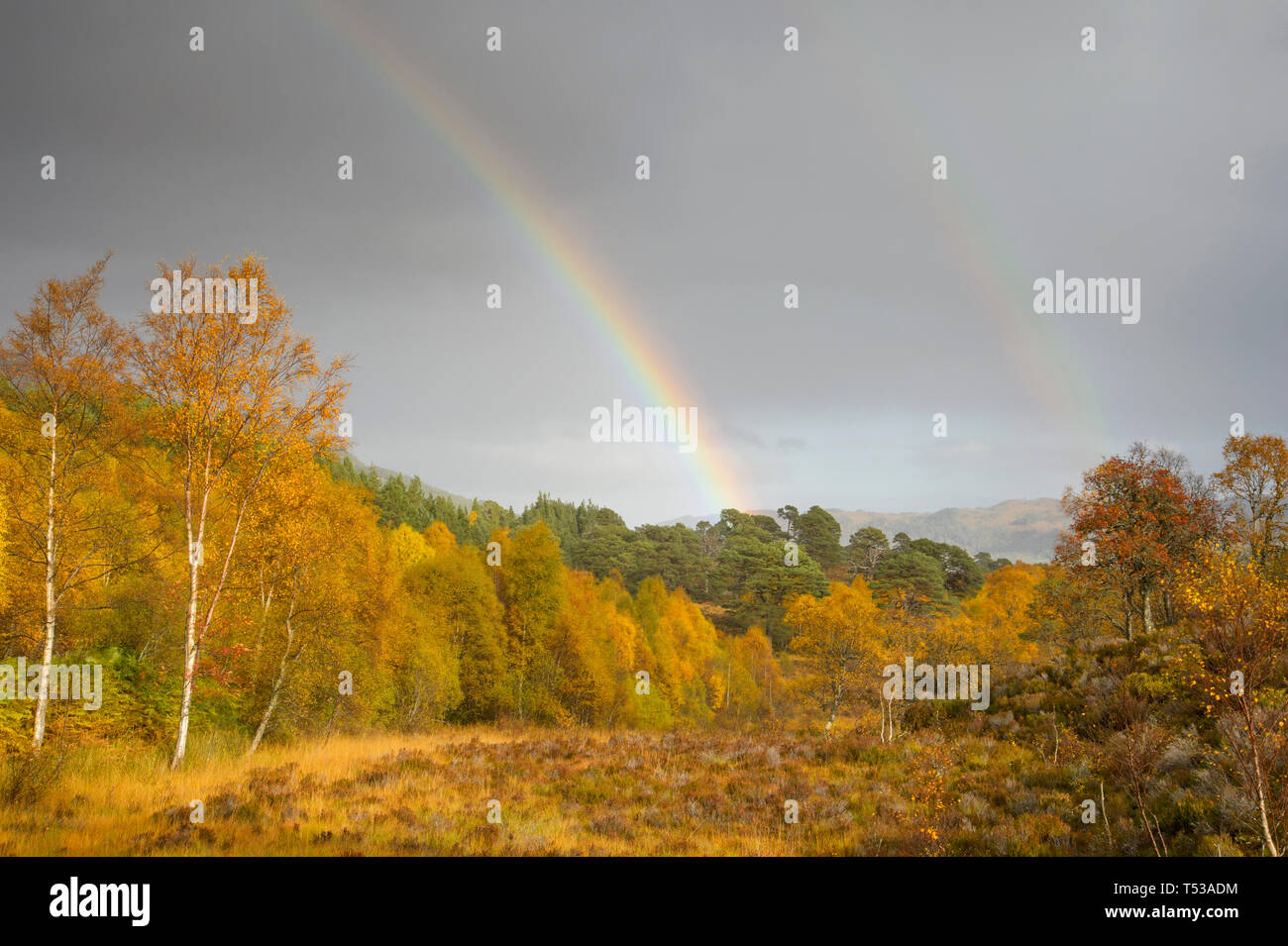 La Betulla (Betula pendula) e di pino silvestre (Pinus sylvestris) foresta intorno al fiume Affric con arcobaleno, Glen Affric, altopiani, Scozia. Ottobre 2015 Foto Stock