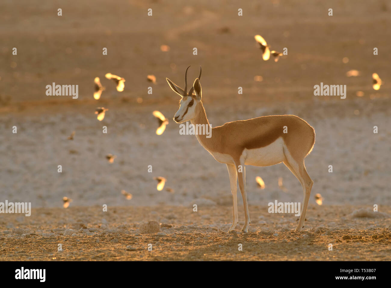 Springbok - Antidorcas marsupialis, bella antelop iconica dalla Southern African cespugli e pianure, il Parco Nazionale di Etosha, Namibia. Foto Stock