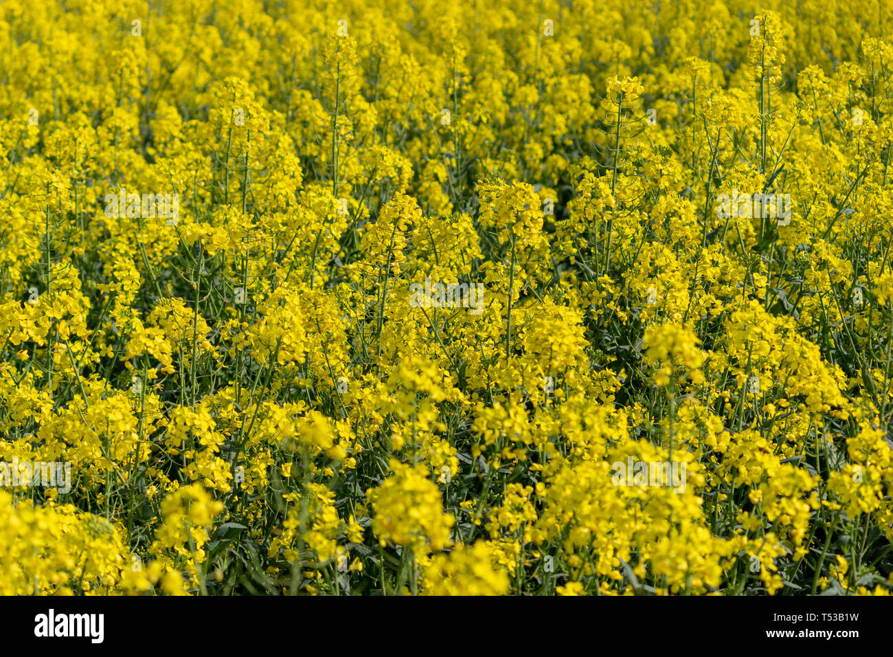 Close up di un raccolto di semi di colza (Brassica napus) Piante con un vivace colore giallo in primavera Foto Stock