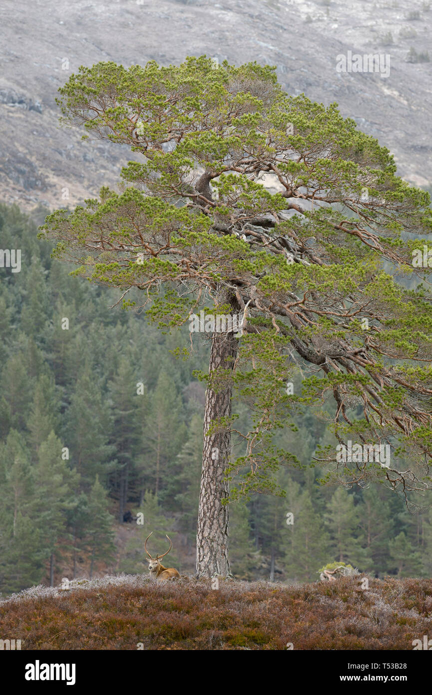 Cervi cervi nella foresta di rigenerazione. Glen Affric, Scozia Foto Stock