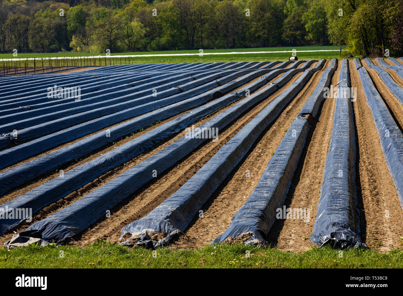Coperto campo di asparagi, Mülheim an der Ruhr, Germania Foto Stock