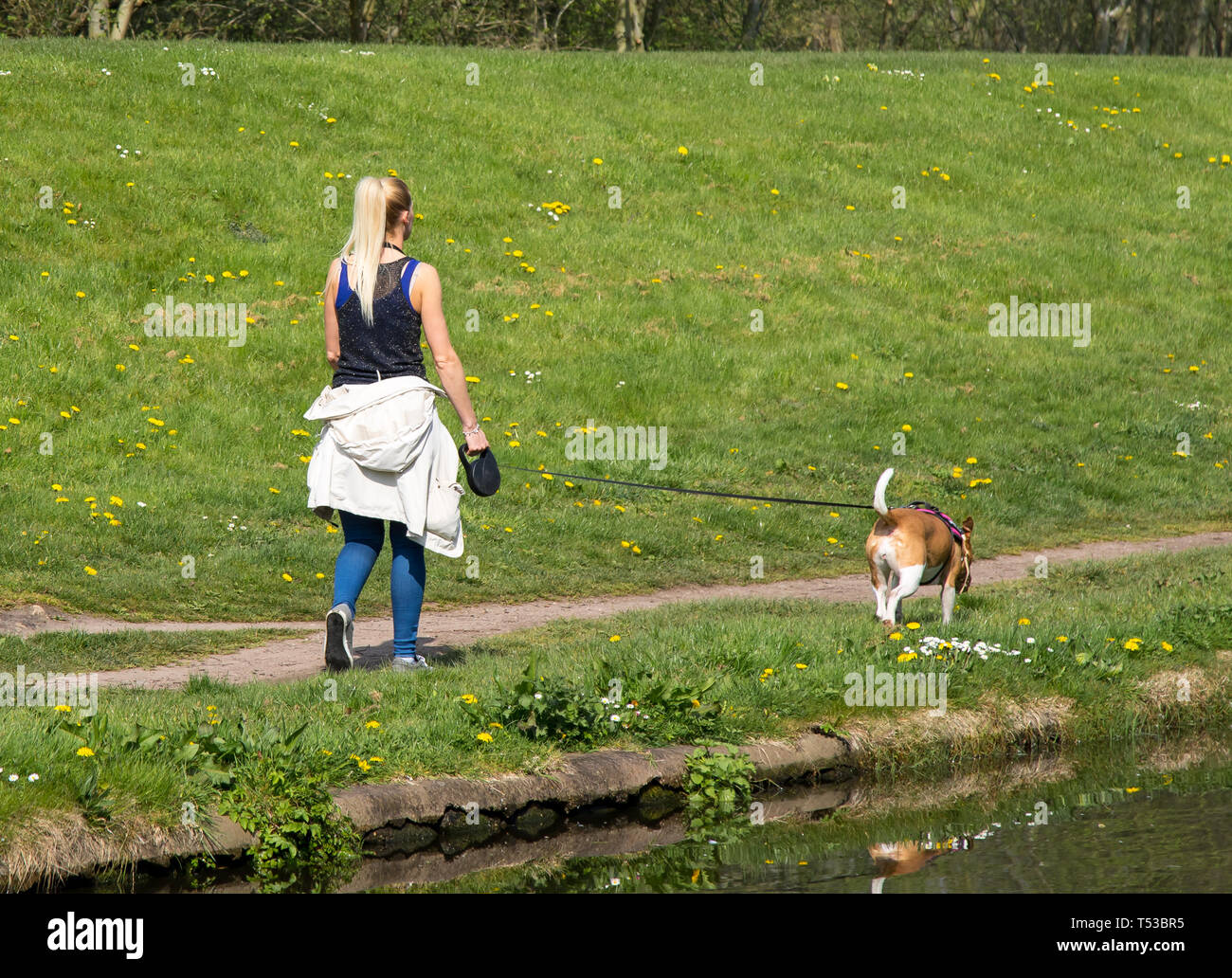Vista posteriore di giovane, calzata, femmina caucasica con lunga coda bionda, camminando il suo cane, in piombo, lungo campagna UK canale alzaia in primavera sole. Foto Stock